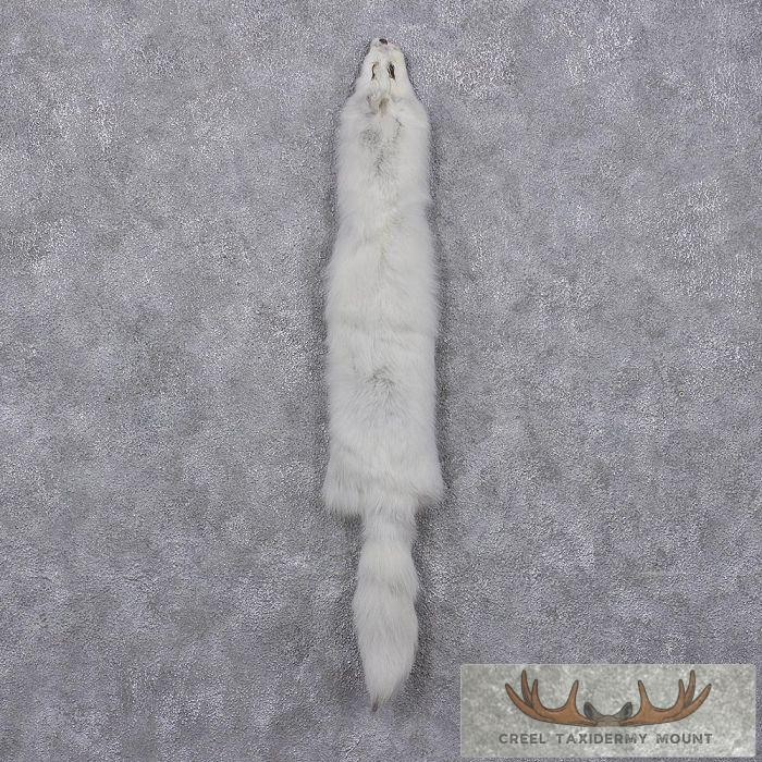 Arctic Fox Fur Taxidermy For Sale