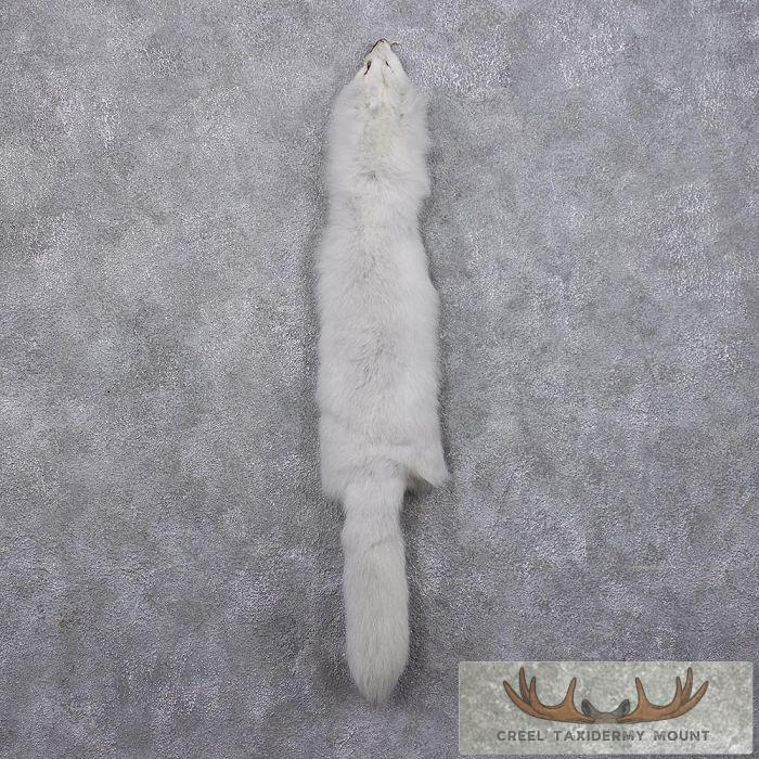 Arctic Fox Fur Taxidermy For Sale