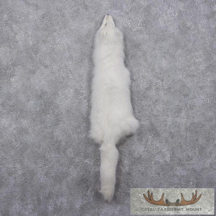 Arctic Fox Fur Taxidermy For Sale