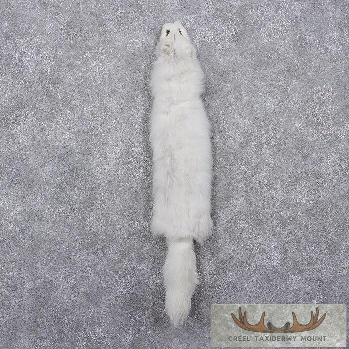 Arctic Fox Fur Taxidermy For Sale