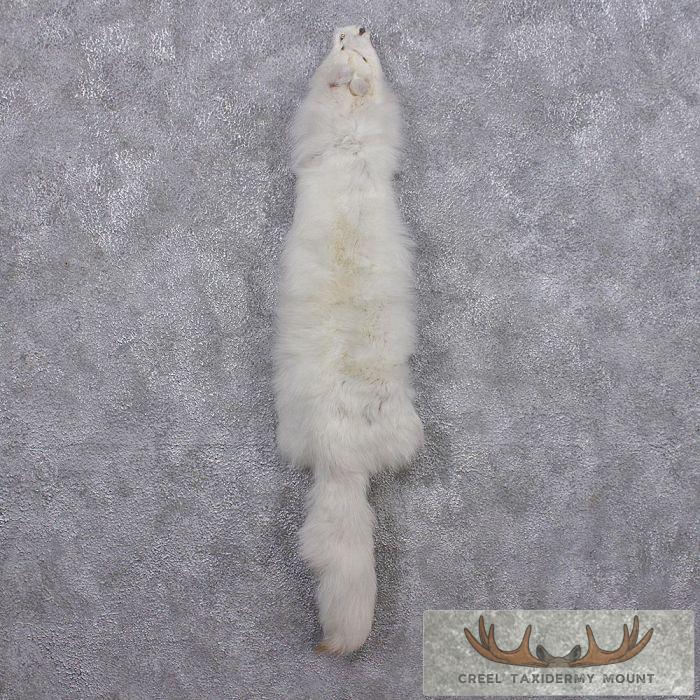 Arctic Fox Fur Taxidermy For Sale