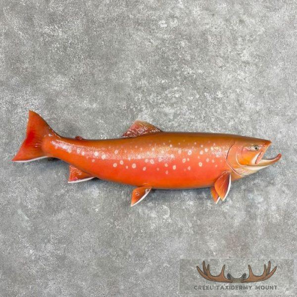 Arctic Char Fish Taxidermy Mount For Sale
