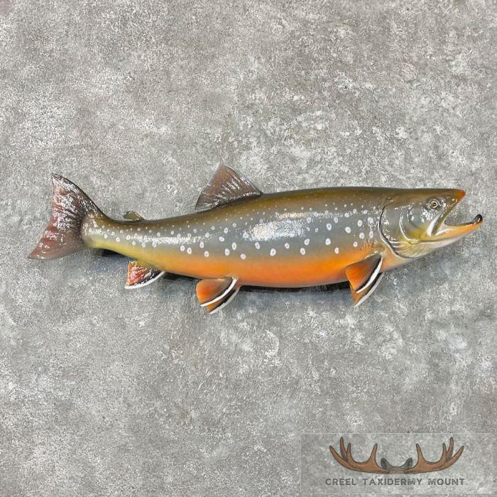Arctic Char Fish Taxidermy Mount For Sale