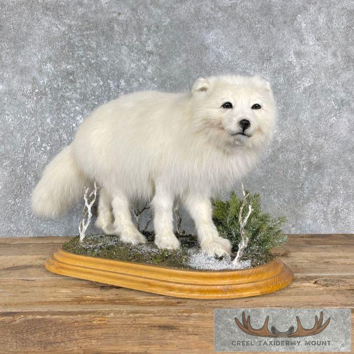 Arctic Fox Life-Size Taxidermy Mount For Sale