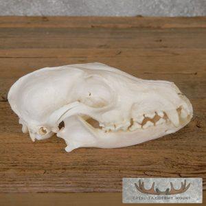 Pathology Arctic Fox Skull Taxidermy
