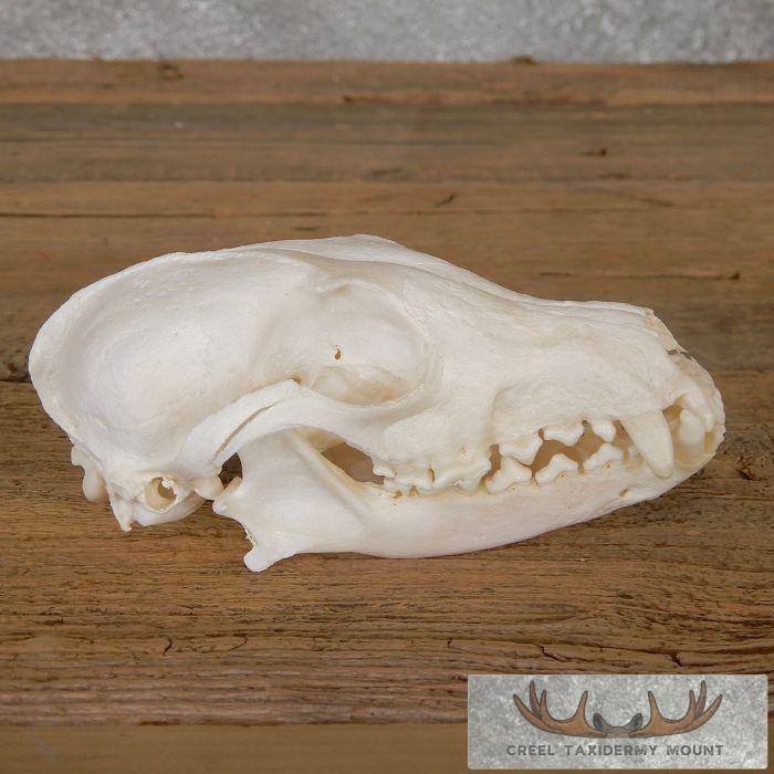Pathology Arctic Fox Skull Taxidermy For Sale