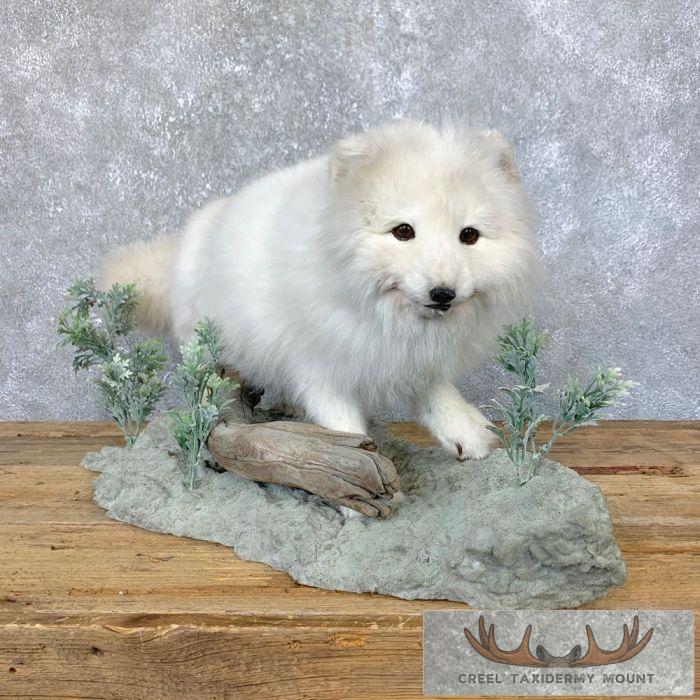Arctic Fox Life-Size Taxidermy Mount For Sale