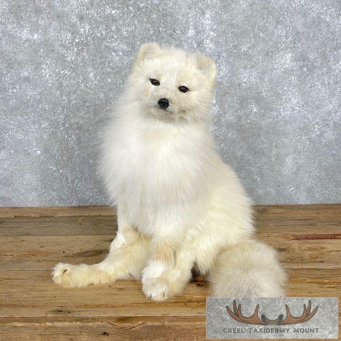 Arctic Fox Life-Size Taxidermy Mount For Sale