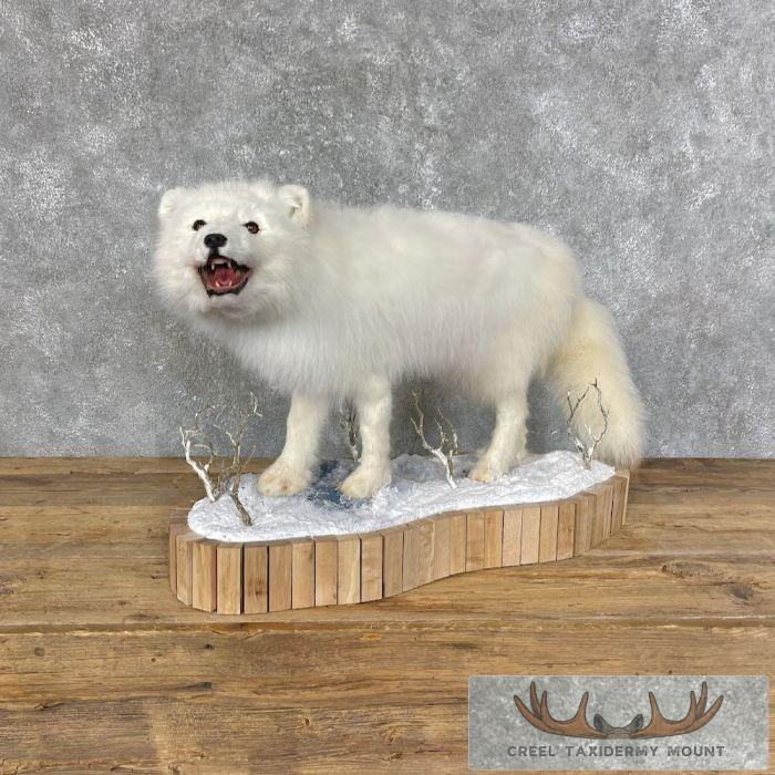 Arctic Fox Life-Size Taxidermy Mount For Sale