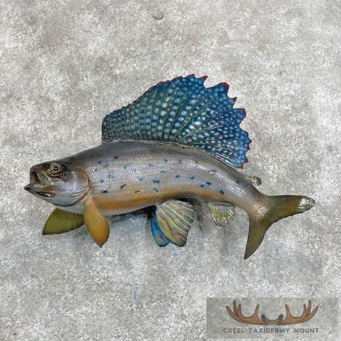 Arctic Grayling Taxidermy Fish Mount For Sale