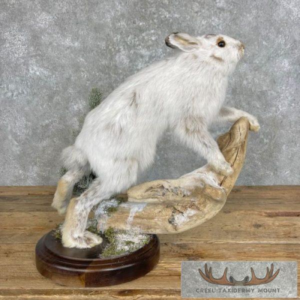 Arctic Hare (Rabbit) Taxidermy Mount For Sale