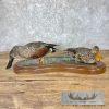 Argentine Red Shoveler Taxidermy Duck Mount For Sale