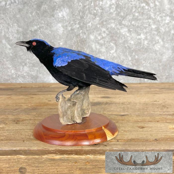 Asian Fairy-Bluebird Taxidermy Mount For Sale