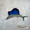 Atlantic Sailfish Taxidermy Fish Mount For Sale