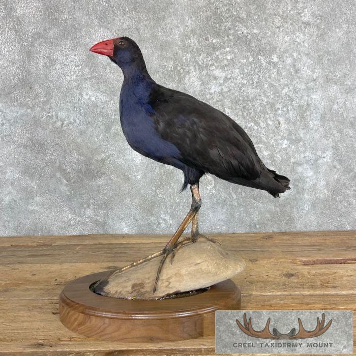 Australasian Swamphen Taxidermy Bird Mount For Sale