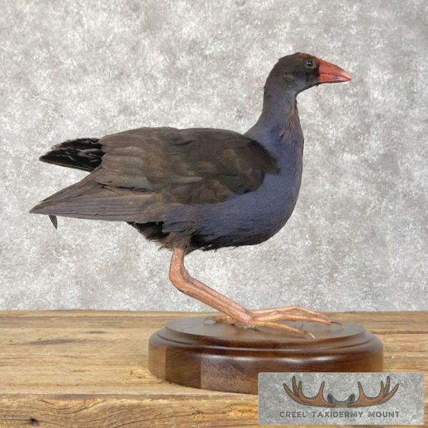 Australasian Swamphen Taxidermy Bird Mount For Sale