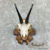 Austrian Chamois Taxidermy Plaque Mount For Sale - Image 3
