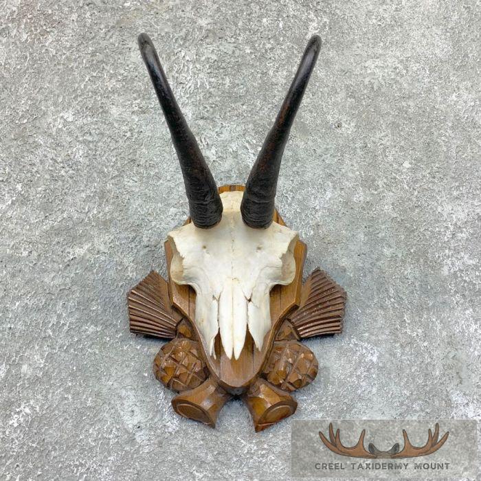 Austrian Chamois Taxidermy Plaque Mount For Sale - Image 3