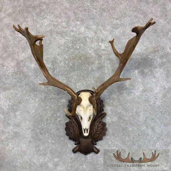 Austrian Fallow Deer Skull & Antler European Mount For Sale