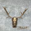 Austrian Fallow Deer Skull & Antler European Mount For Sale