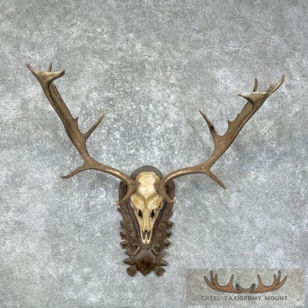 Austrian Fallow Deer Skull & Antler European Mount For Sale