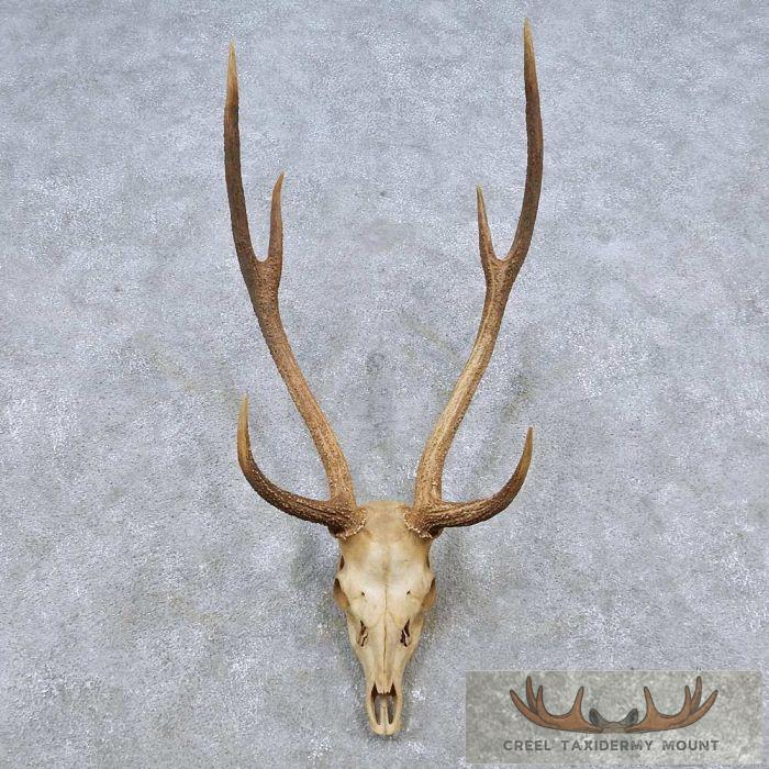 Axis Deer Skull & Antler European Taxidermy Mount For Sale - Creel ...
