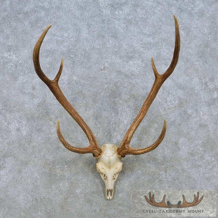 Axis Deer Skull & Antler European Taxidermy Mount For Sale - Creel ...