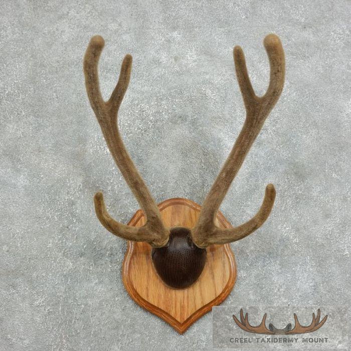 Axis Deer Plaque Taxidermy Mount For Sale