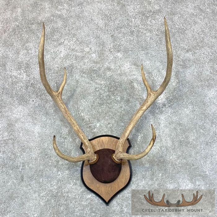 Axis Deer Plaque Taxidermy Mount For Sale