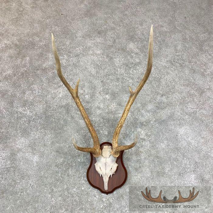 Axis Deer Plaque Taxidermy Mount For Sale