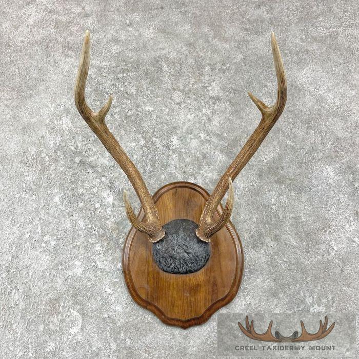Axis Deer Plaque Taxidermy Mount For Sale