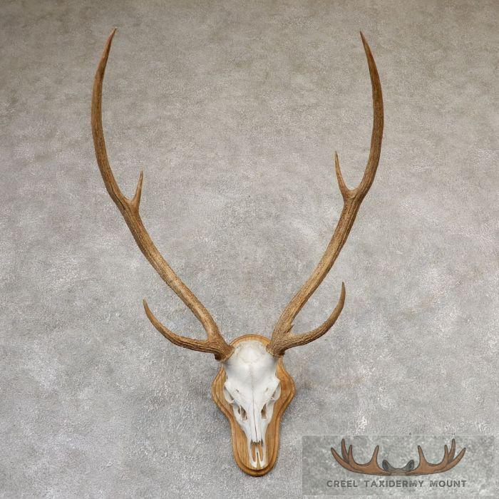 Axis Deer Skull & Antler European Taxidermy Mount For Sale
