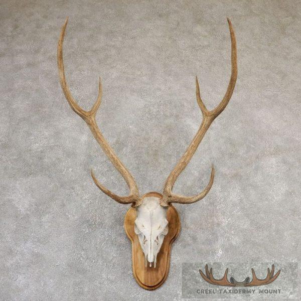 Axis Deer Skull & Antler European Taxidermy Mount For Sale