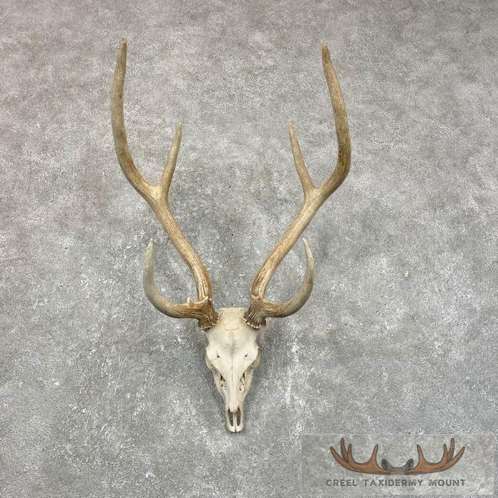 Axis Deer Skull Taxidermy Mount For Sale