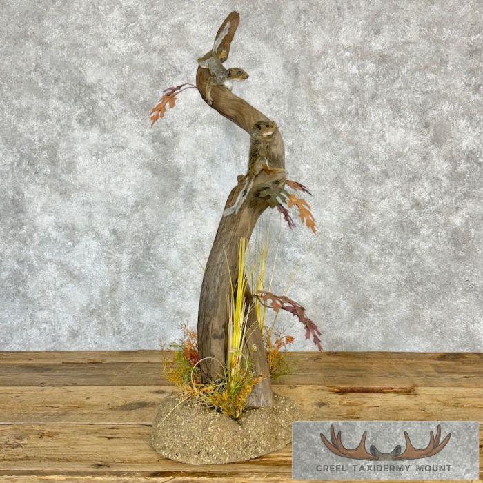 Baby Squirrel Scene Taxidermy Mount For Sale