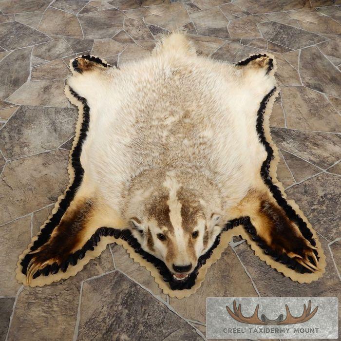 Badger Full-Size Rug Taxidermy Mount For Sale