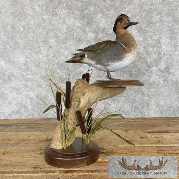 Baikal x Green-winged Teal Cross Duck Taxidermy Mount For Sale