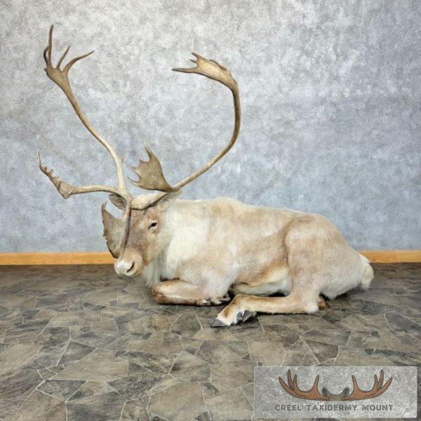 Barren-Ground Caribou Life-Size T For Sale | Creel Taxidermy