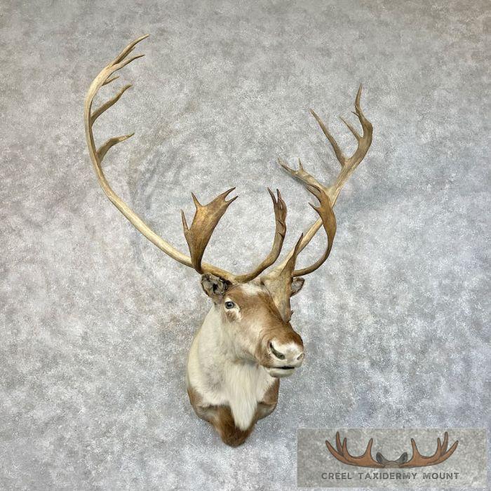 Barren Ground Caribou Taxidermy Shoulder Mount For Sale