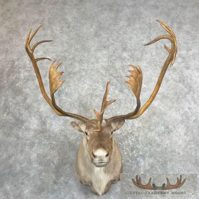 Barren Ground Caribou Taxidermy Shoulder Mount For Sale