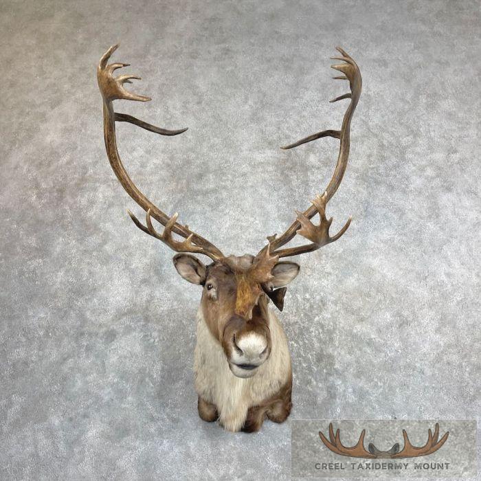 Barren Ground Caribou Taxidermy Shoulder Mount For Sale