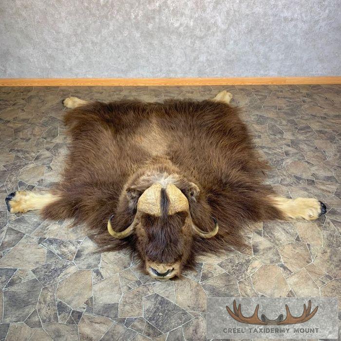 Barren Ground Muskox Taxidermy Rug For Sale
