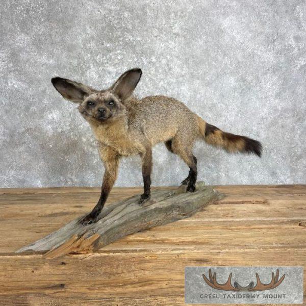 Bat-eared Fox Life-Size Taxidermy Mount For Sale