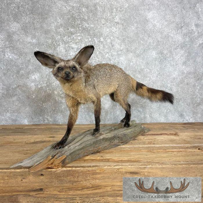 Bat-eared Fox Life-Size Taxidermy Mount For Sale
