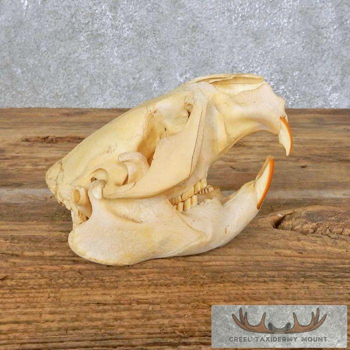 Beaver Skull Taxidermy For Sale