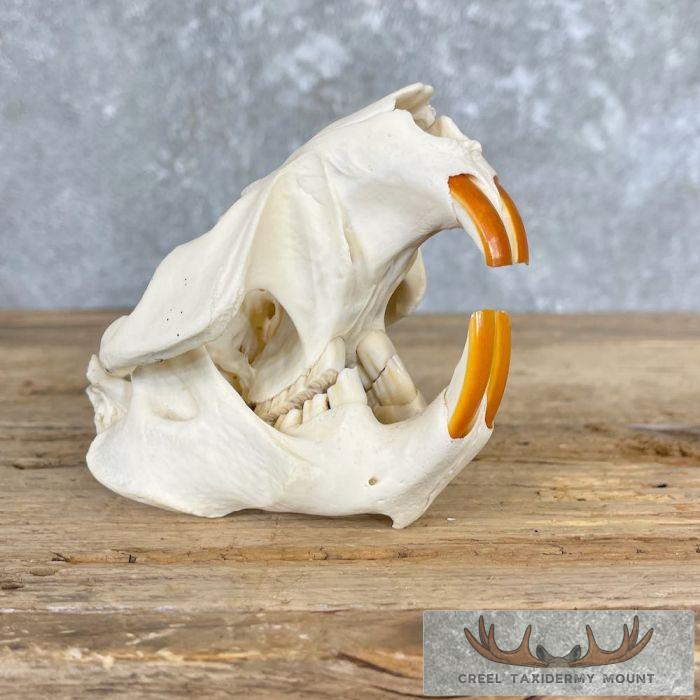 Beaver Full Skull Taxidermy Mount For Sale