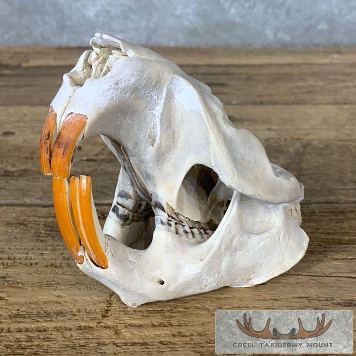 Beaver Skull Taxidermy For Sale