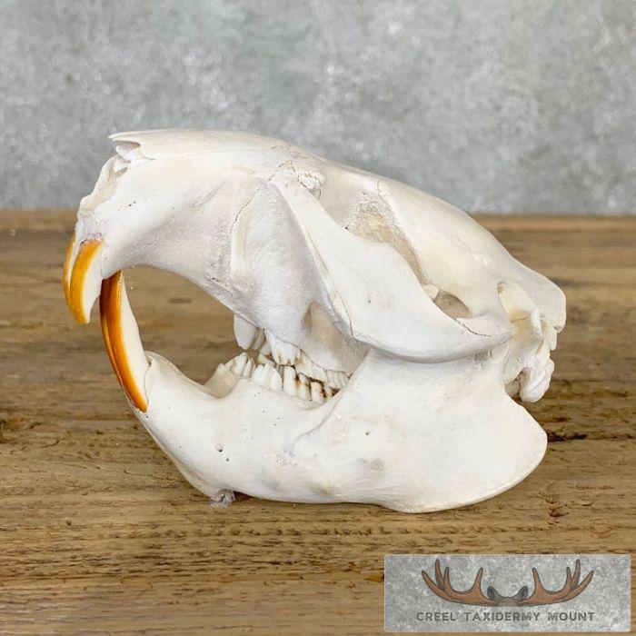 Beaver Skull Taxidermy For Sale