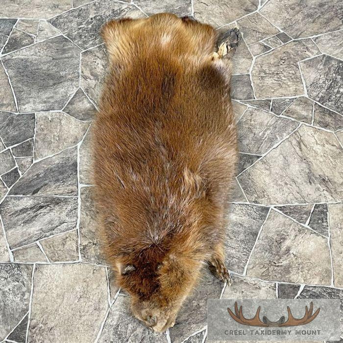 Beaver Tanned Hide Taxidermy For Sale
