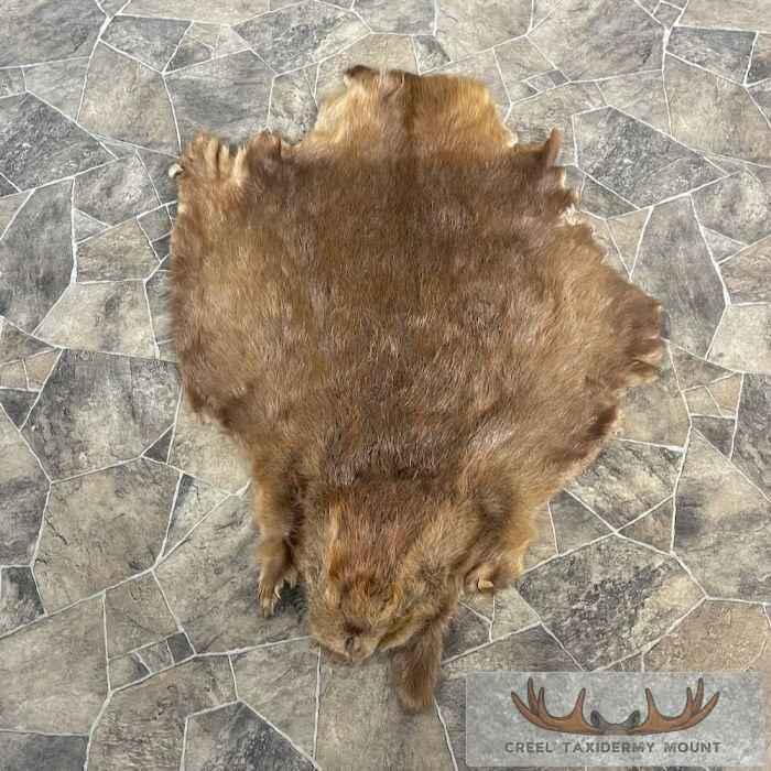 Beaver Tanned Hide Taxidermy For Sale
